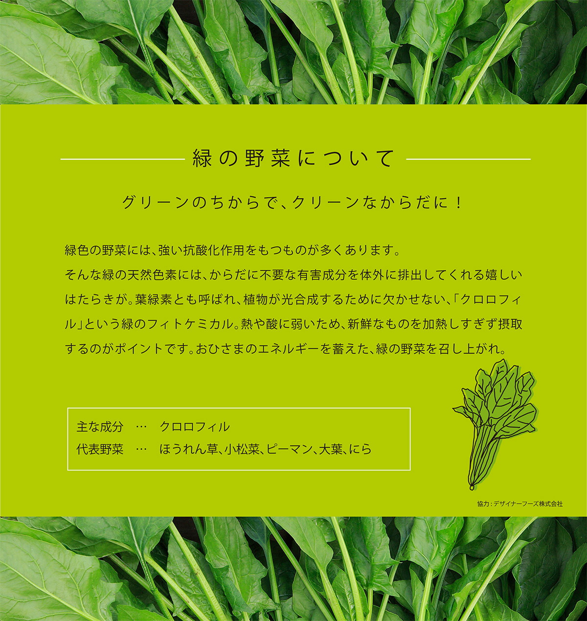 緑の野菜について グリーンのちからで、クリーンなからだに！　緑色の野菜には、強い抗酸化作用をもつものが多くあります。そんな緑の天然色素には、からだに不要な有害成分を体外に排出してくれる嬉しいはたらきが。葉緑素とも呼ばれ、植物が光合成するために欠かせない、「クロロフィル」という緑のフィトケミカル。熱や酸に弱いため、新鮮なものを加熱しすぎず摂取するのがポイントです。おひさまのエネルギーを蓄えた、緑の野菜を召し上がれ。　主な成分　…　クロロフィル　表野菜　…　ほうれん草、小松菜、ピーマン、大葉、にら